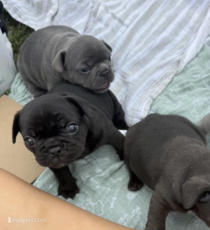 Bonnie – French Bulldog puppy on hold in Westminster, CA