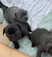 Bonnie, a female French Bulldog for sale in Westminster, CA – 1 of 3
