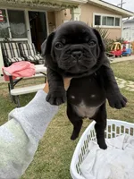 Lilah , a  French Bulldog for sale in Westminster, CA – 1 of 2