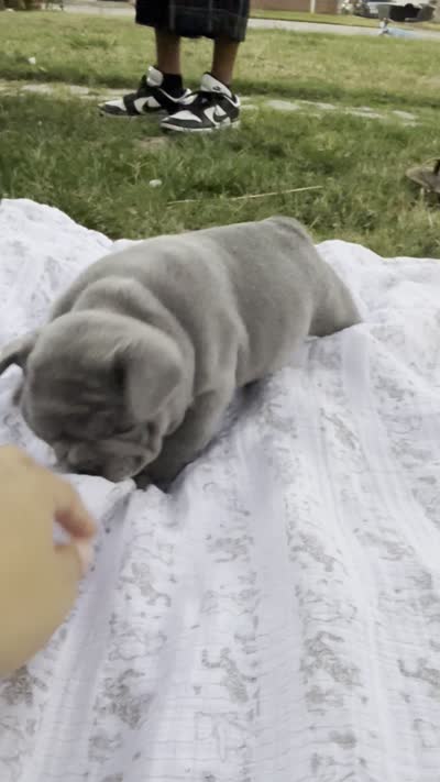 Wendy, a female French Bulldog for sale in Westminster, CA – 2 of 2