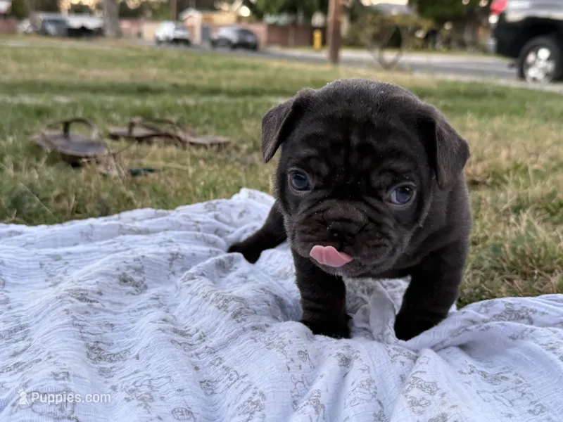 Brownie – French Bulldog puppy for sale in Westminster, CA