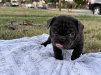 Brownie, a male French Bulldog for sale in Westminster, CA – 1 of 5