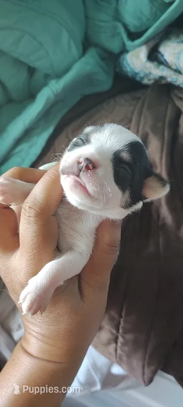 Robin – Chihuahua puppy on hold in Sebring, FL