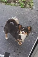 Black and white female , a female Chihuahua for sale in Sebring, FL – 9 of 10