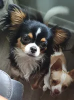 Black and white female , a female Chihuahua for sale in Sebring, FL – 4 of 10