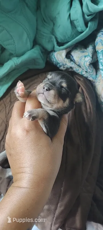 Batman – Chihuahua puppy for sale in Sebring, FL