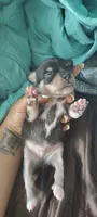 Batman, a male Chihuahua for sale in Sebring, FL – 8 of 8