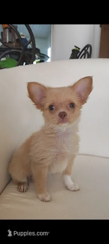 Tan and white female – Chihuahua puppy for sale in Sebring, FL