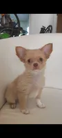 Tan and white female, a female Chihuahua for sale in Sebring, FL – 1 of 5
