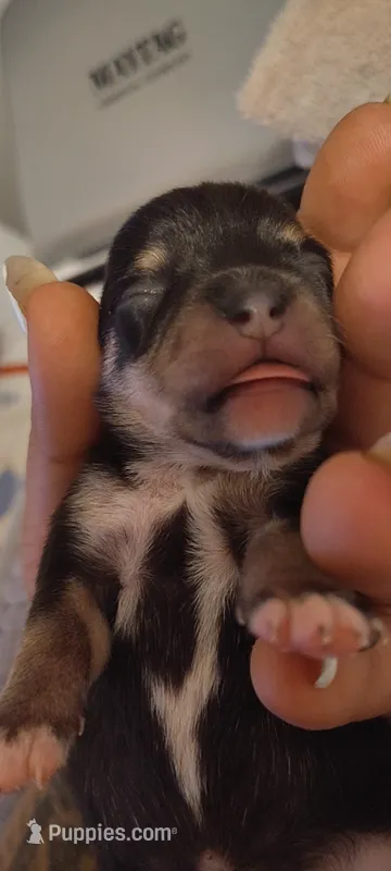Black and Tan Male – Chihuahua puppy for sale in Sebring, FL