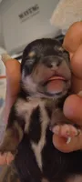 Batman, a male Chihuahua for sale in Sebring, FL – 3 of 8