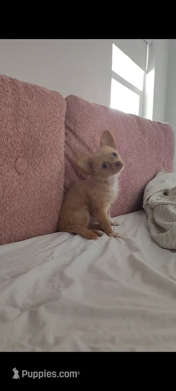 Tan and white female – Chihuahua puppy for sale in Sebring, FL