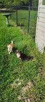 Black and white female , a female Chihuahua for sale in Sebring, FL – 10 of 10