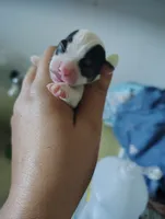Black and white female , a female Chihuahua for sale in Sebring, FL – 2 of 10