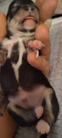 Batman, a male Chihuahua for sale in Sebring, FL – 4 of 8