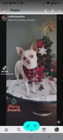 Tan and white female, a female Chihuahua for sale in Sebring, FL – 8 of 8