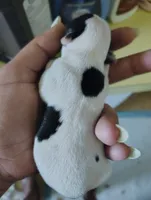 Black and white female , a female Chihuahua for sale in Sebring, FL – 6 of 10