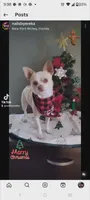 Tan and white female, a female Chihuahua for sale in Sebring, FL – 5 of 5