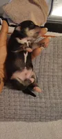 Batman, a male Chihuahua for sale in Sebring, FL – 5 of 8