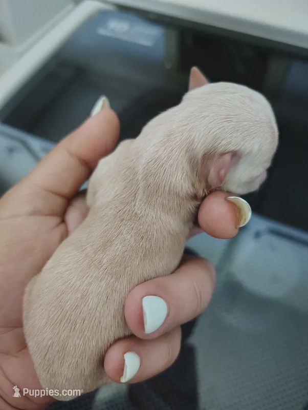 Tan and white female  – Chihuahua puppy for sale in Sebring, FL