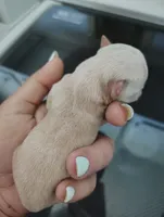 Tan and white female , a female Chihuahua for sale in Sebring, FL – 1 of 4