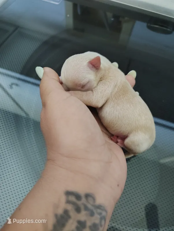 Tan and white female – Chihuahua puppy for sale in Sebring, FL