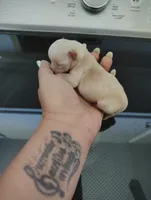 Tan and white female , a female Chihuahua for sale in Sebring, FL – 3 of 4