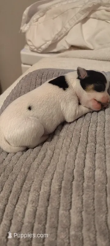 Black and white female – Chihuahua puppy for sale in Sebring, FL