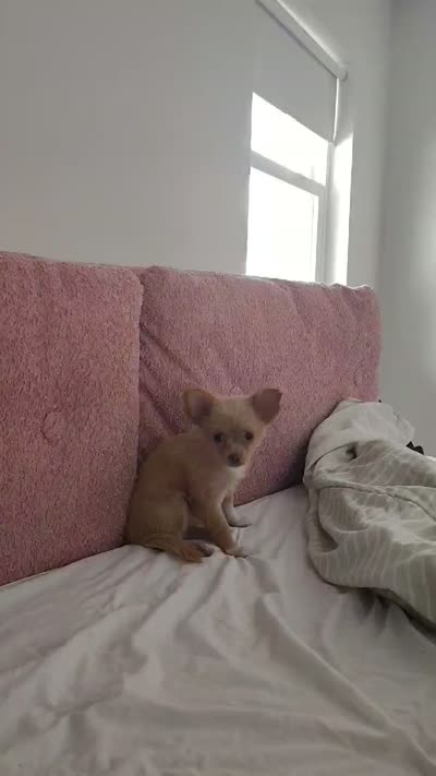 Tan and white female, a female Chihuahua for sale in Sebring, FL – 2 of 7