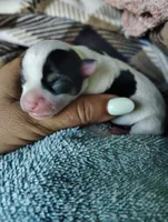 Black and white female , a female Chihuahua for sale in Sebring, FL – 5 of 10