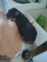Black and Tan Male, a male Chihuahua for sale in Sebring, FL – 4 of 4