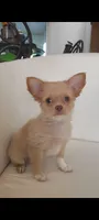 Tan and white female, a female Chihuahua for sale in Sebring, FL – 4 of 5