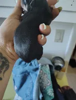 Black and Tan Male, a male Chihuahua for sale in Sebring, FL – 2 of 4
