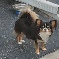 Black and white female , a female Chihuahua for sale in Sebring, FL – 8 of 10