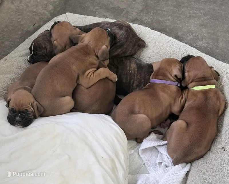 Yellow – Boxer puppy for sale in Grundy Center, IA