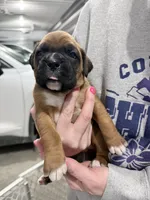 Yellow, a female Boxer for sale in Grundy Center, IA – Photo 3 of 3