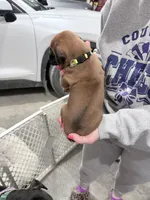 Yellow, a female Boxer for sale in Grundy Center, IA – Photo 2 of 3