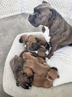 Grey, a female Boxer for sale in Grundy Center, IA – Photo 3 of 3