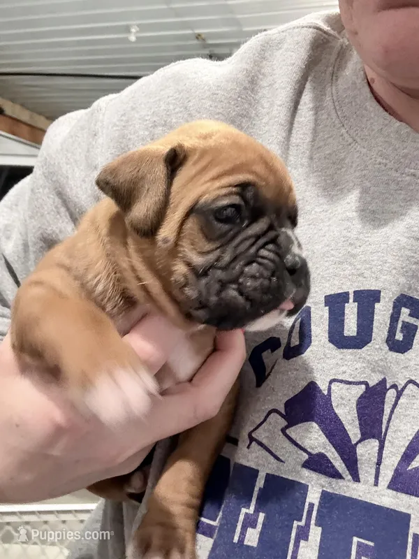 Grey – Boxer puppy for sale in Grundy Center, IA