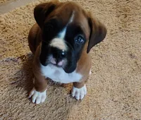 Lil Buddy, a male Boxer for sale in Fountain Inn, SC – Photo 3 of 3
