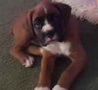 Lil Buddy, a male Boxer for sale in Fountain Inn, SC – Photo 2 of 3