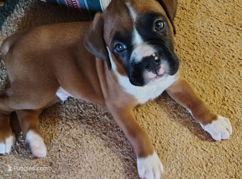 Lil Buddy – Boxer puppy for sale in Fountain Inn, SC