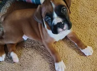 Lil Buddy, a male Boxer for sale in Fountain Inn, SC – Photo 1 of 3