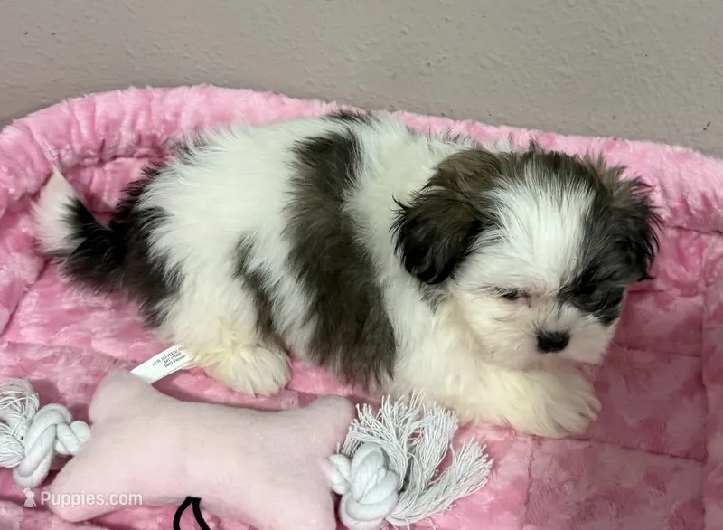 Faith – Mal Shi puppy for sale in Park Rapids, MN
