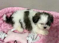 Faith, a female Mal Shi for sale in Park Rapids, MN – 1 of 4
