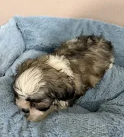 Max, a male Mal Shi for sale in Park Rapids, MN – 3 of 4