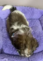 Willow, a female Mal Shi for sale in Park Rapids, MN – Photo 2 of 2