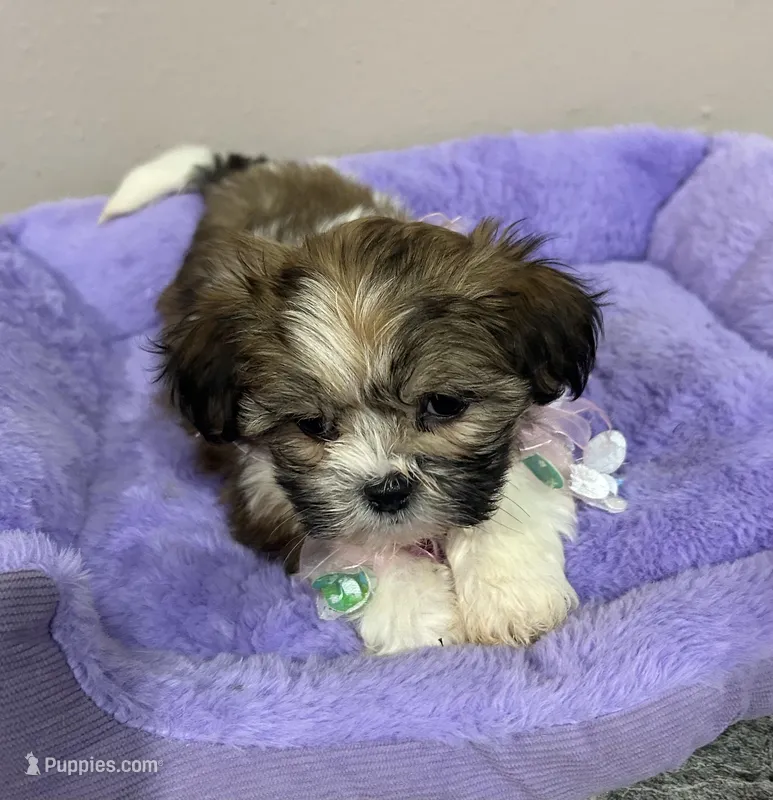 Willow – Mal Shi puppy for sale in Park Rapids, MN