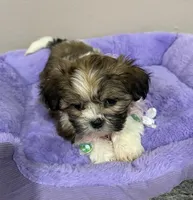 Willow, a female Mal Shi for sale in Park Rapids, MN – Photo 1 of 2