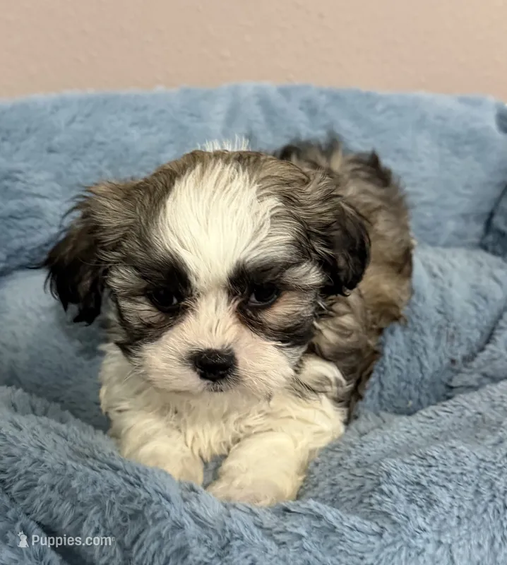 Max – Mal Shi puppy for sale in Park Rapids, MN